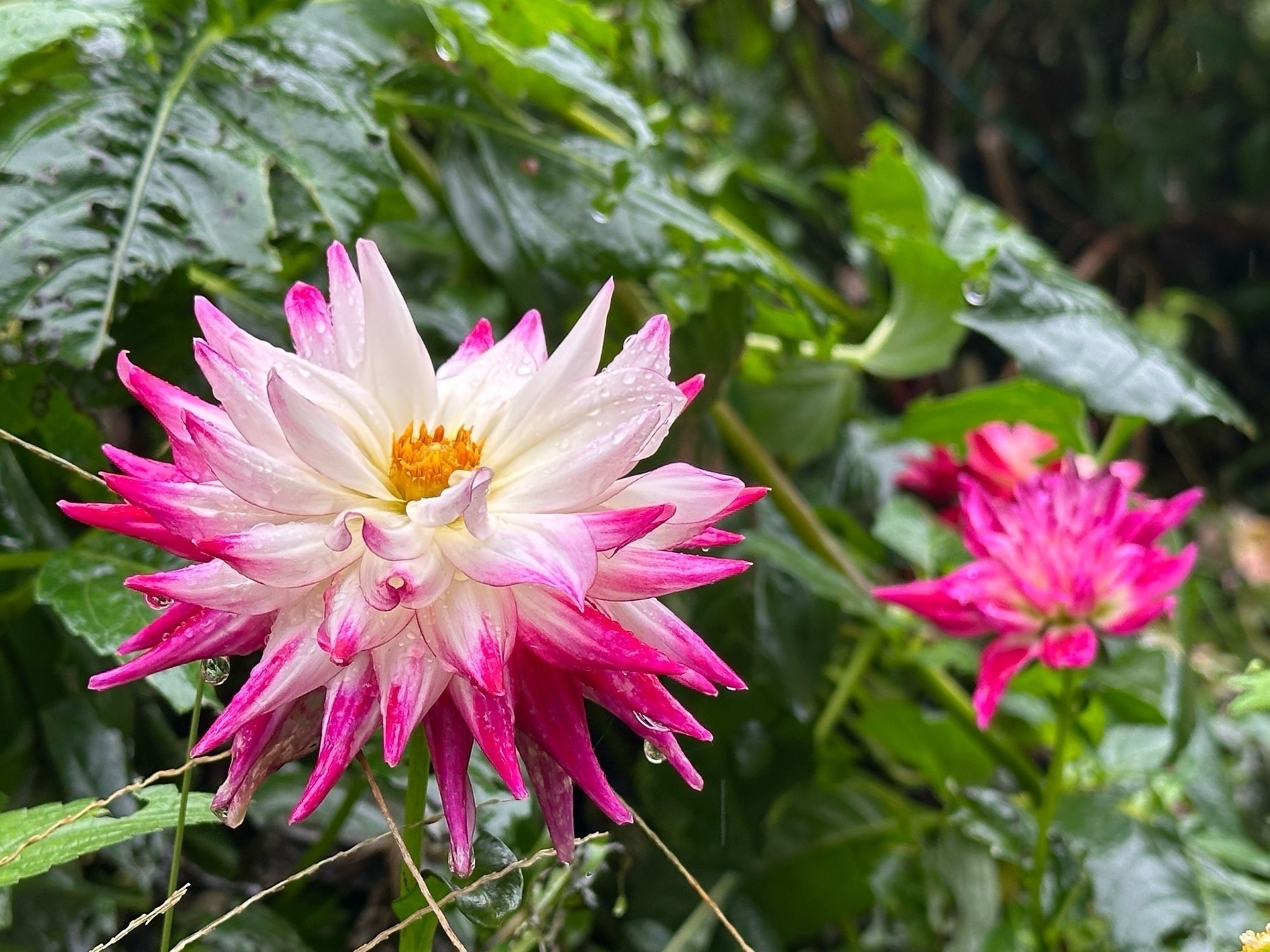 A pink and white dahlia flower blooms with raindrops on its petals amid green leaves in a garden setting.