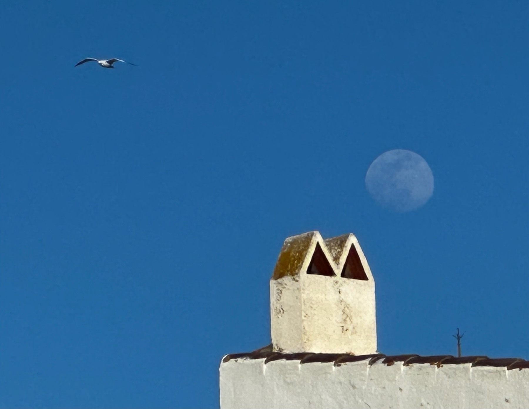 A bird flies by a white chimney with the faint moon in the clear blue sky behind.
Spanish: Un pájaro vuela junto a una chimenea blanca con la tenue luna en el cielo azul claro detrás.
Basque: Hegazti bat hegaldatzen da tximinia zuria ondoan, ilargi lausoa atzealdeko zeru urdin argian.