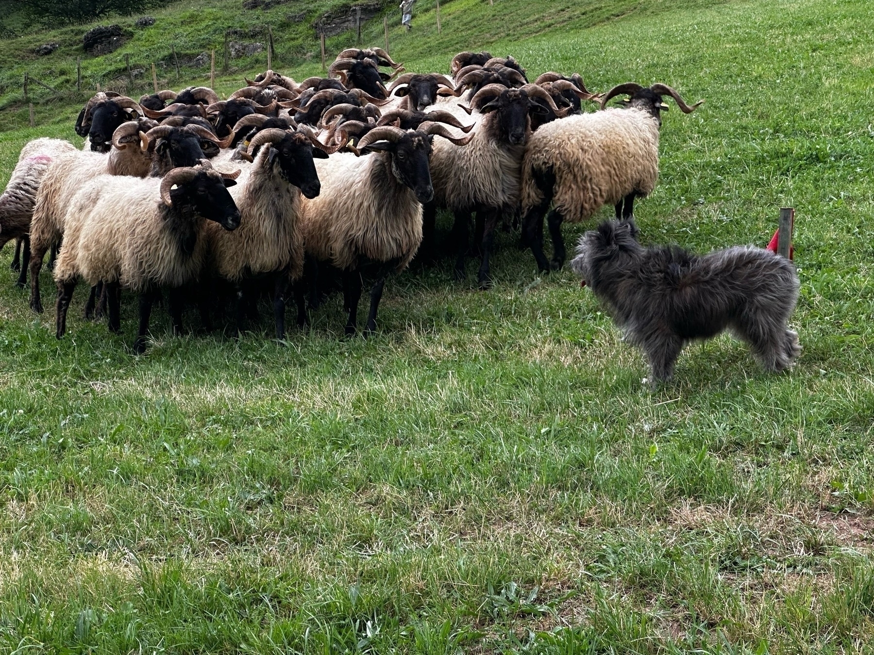 A dog faces a flock of sheep on a grassy hillside, suggesting a herding scenario.
Spanish: Un perro enfrenta a un rebaño de ovejas en una ladera herbosa, sugiriendo una escena de pastoreo.
Basque: Txakur batek ardi talde bati aurre egiten dio belardia dagoen maldan, artzaintza eszena bat iradokitzen duena.