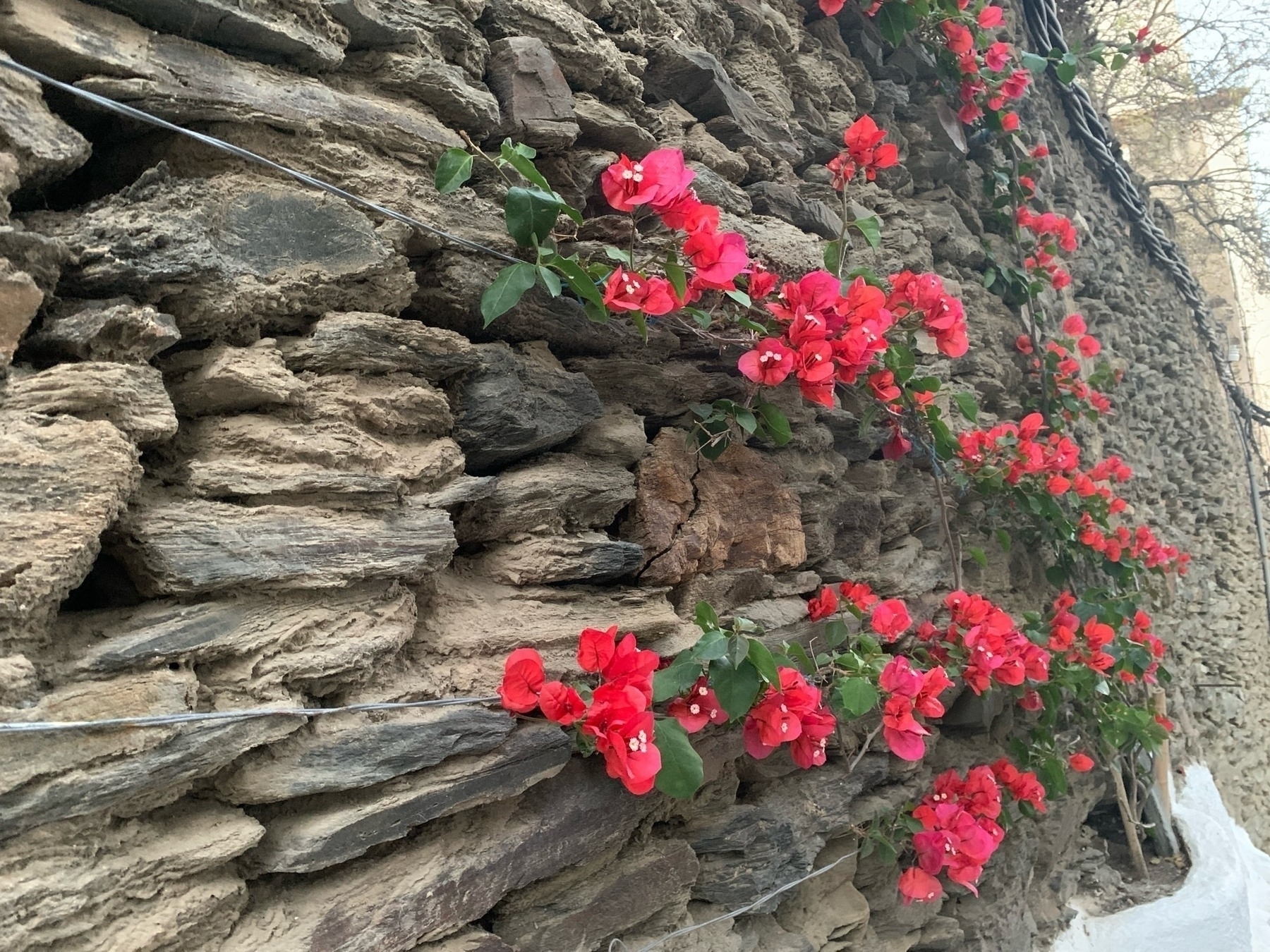 Red flowers cascade against a rustic stone wall, contrasting nature with a man-made structure.
Spanish: Flores rojas caen en cascada contra un muro de piedra rústico, contrastando la naturaleza con una estructura hecha por el hombre.
Basque: Lore gorriak harri horma zahar baten kontra isurtzen dira, natura eta gizakiak egindako egitura kontrastatuz.