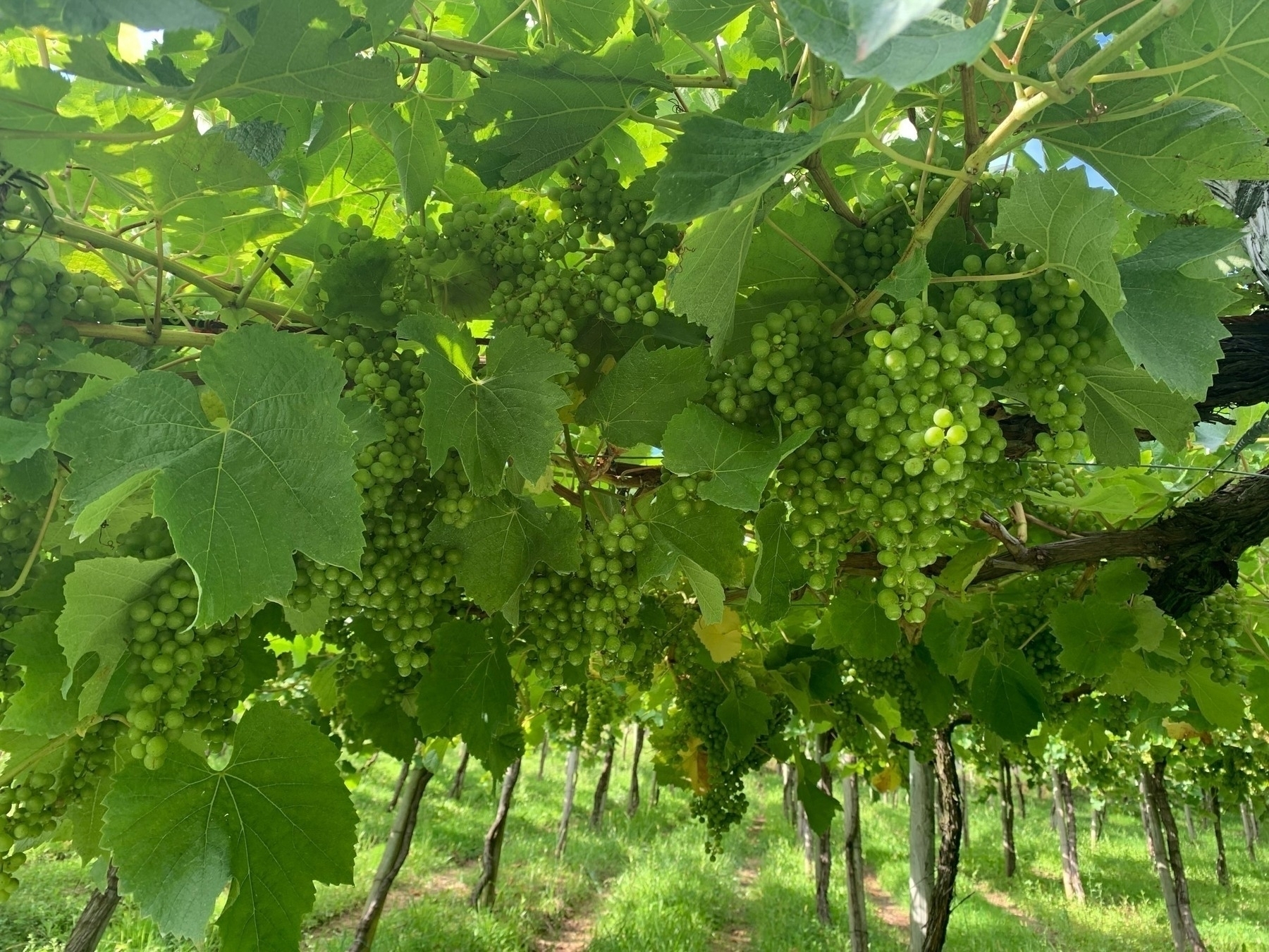 Green grape clusters hang from vine branches in a vineyard, illuminated by sunlight filtering through leaves.
Spanish: Racimos de uvas verdes cuelgan de las ramas de una vid en un viñedo, iluminados por la luz del sol que filtra a través de las hojas.
Basque: Mahats berde sortak zintzilik daude mahasti-adarretan mahastian, eguzki-argiak hostoen artean iragazita argiztatuta.