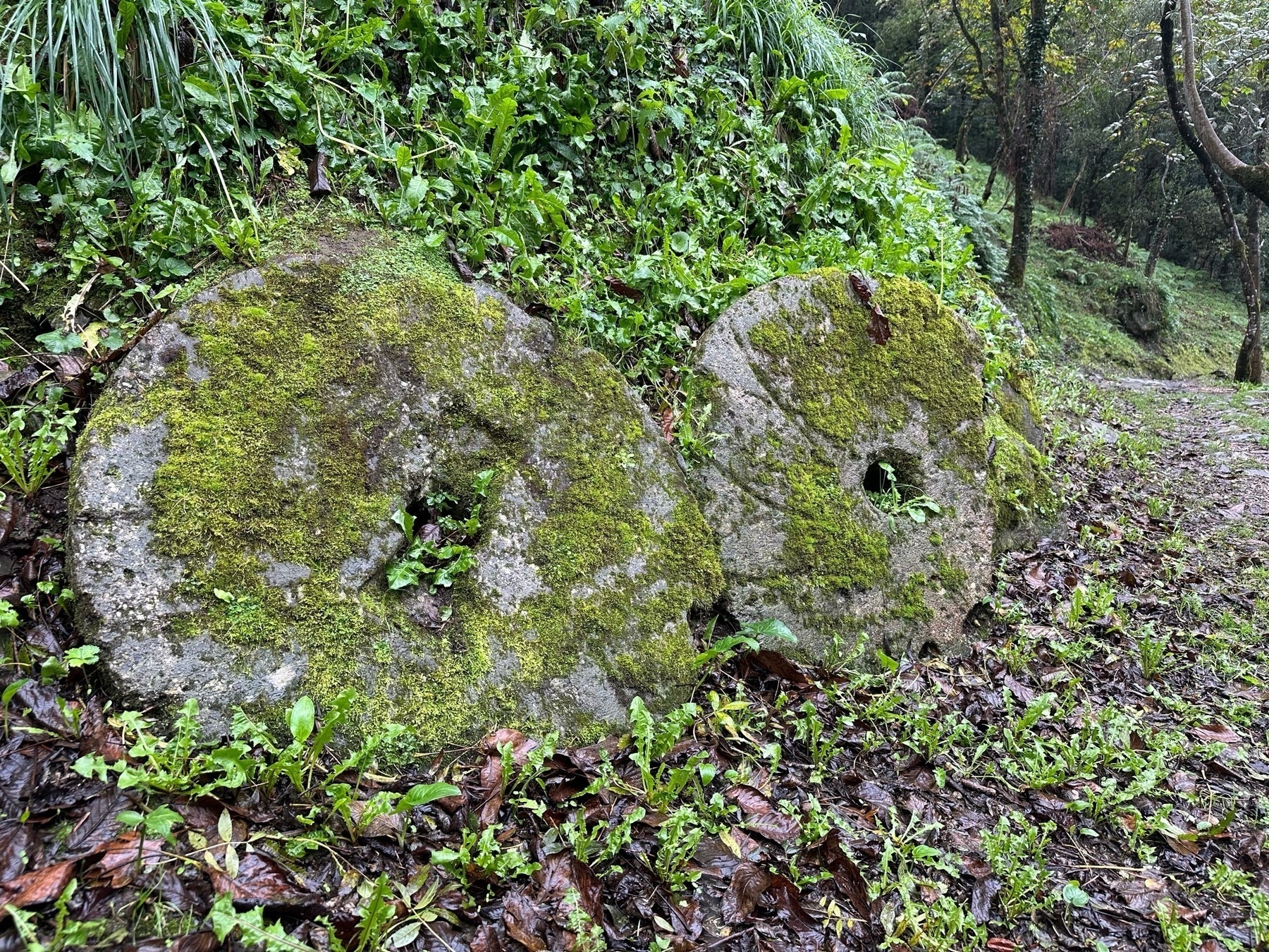 Two moss-covered stone millstones rest on a forest path surrounded by lush greenery and damp foliage