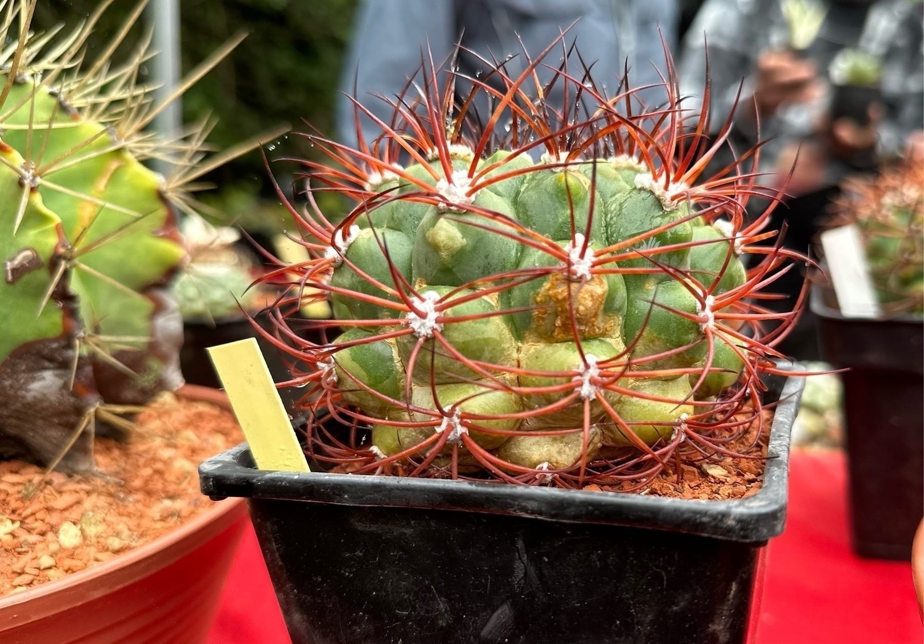 A green cactus with long red spines sits in a black pot on a red surface, among other potted plants.
Spanish: Un cactus verde con largas espinas rojas está en una maceta negra sobre una superficie roja, rodeado de otras plantas en macetas.
Basque: Espina gorri luzeak dituen kaktus berde bat beltzeko ontzi batean dago, beste landare batzuekin ontzietan, gainazal gorri baten gainean.