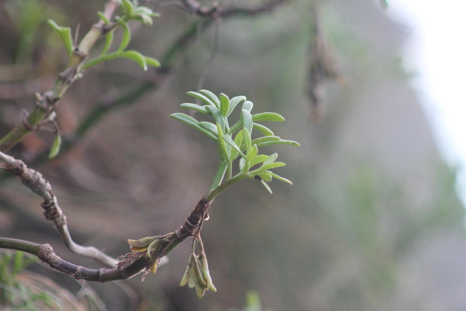 A green plant by the shore