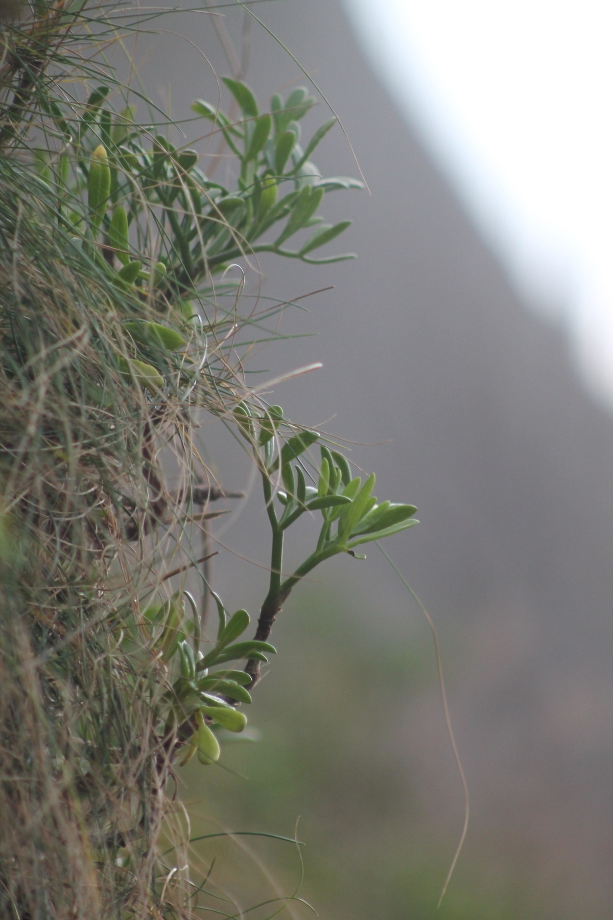 Two green plants by the shore