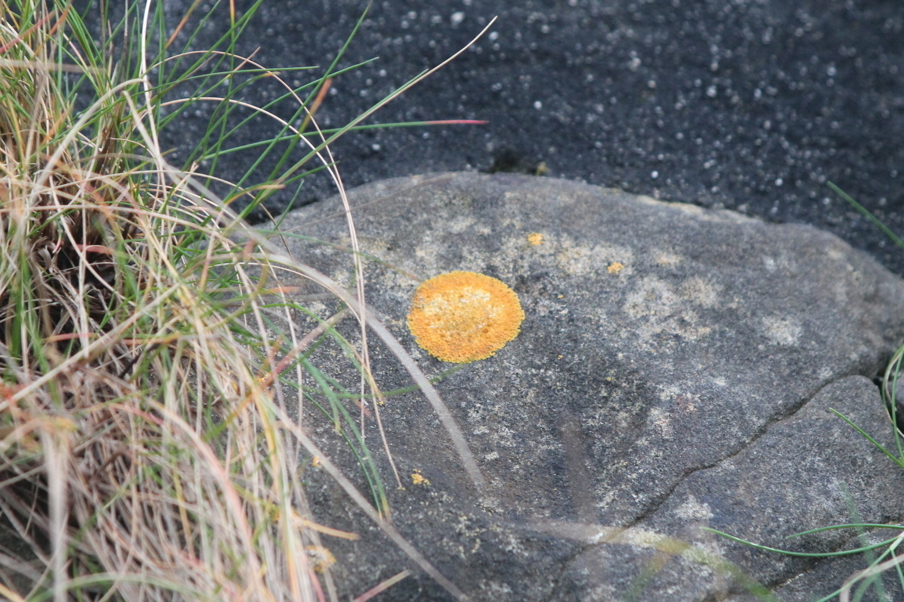 Orange lichen on a rock by the shore, a bit of grass on the side